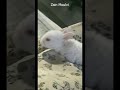 curious baby bunny falls down twice!!  cute bunny🐰 || #shorts