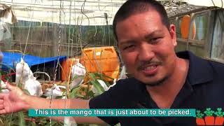 宮古地区青壮年部平良支部『Have you ever seen a mango harvest？』（2024年度ＪＡおきなわ青壮年大会）