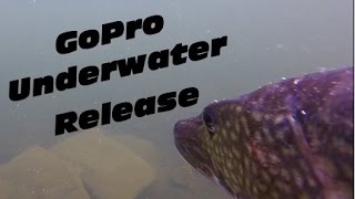 Under Water Go Pro Pickerel Release