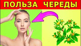 Череда Лечебные свойства, череда для купания новорожденных. Польза и вред череды.