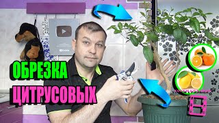 ОБРЕЗКА ЦИТРУСОВЫХ НА ОБРАТНЫЙ РОСТ (ОБРЕЗКА ЛИМОНА, ОБРЕЗКА МАНДАРИНА) ЭКЗОТИКА НА ПОДОКОННИКЕ 22-5