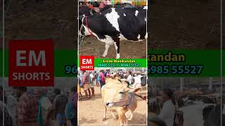 இந்த வாரம் சந்தையில் வாங்கிய மாடு எப்படி இருக்கு #cow #erodewala #farming #erodemanikandan