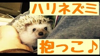 飼い主に抱っこされるハリネズミが可愛すぎる!!!：Hedgehog