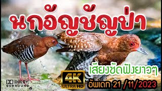 เสียงนกอัญชัญป่าขาแดง Red-legged Crake Song