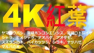 ヤマコウバシ シラキ スズランの木 シャラ、アオハダ等々 紅葉