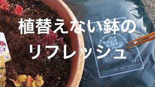 植替えしない鉢のリフレッシュ