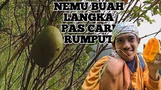 Nemu Buah Langka pas Cari Rumput @BudakSundan