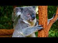 baby animals 4k hdr with cinematic sound colorful animal life