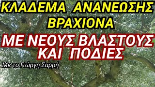 Κλάδεμα Ανανέωσης Βραχίονα- Με Νέους Βλαστούς Και Ποδιές