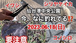 仙台港中央公園 今、なに釣れてる⁉️ 2023.06.18(日) 速報 昨日の仙台港