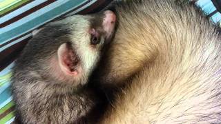 ferret is so tired!