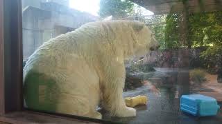 ポロロ（とくしま動物園）２５０９ 今日も元気です