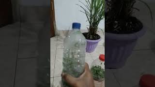 Bau Bensin dari 3 Botol dapat diatasi dengan daun ini