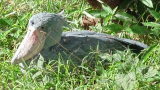 休憩中のアサンテ　ハシビロコウ　上野動物園