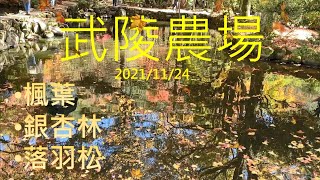 武陵農場楓葉.銀杏林.落羽松 2021/11/24