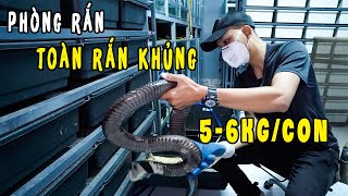 Quay lại Phòng Rắn Sau Gần 1 Năm Đi Rừng | Rắn Hổ 5-6kg