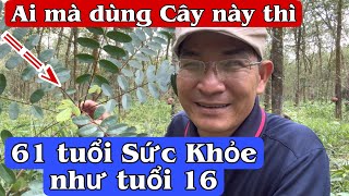 Ai mà dùng Cây này thì 61 tuổi Sức Khỏe như tuổi 16 . PHAN HẢI Channel