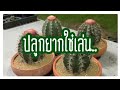 How to planting Melocactuss bigger.  ูกเมโลยักษ์ ไม่คิดว่าจะยากขนาดนี้