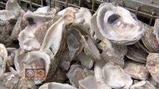 Scientists propose incredible uses for discarded oyster shells