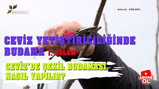 Tarım Sözlüğü | Ceviz Yetiştiriciliğinde Budama 1. Bölüm