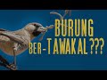 Burung Bertawakal???