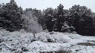 Huge snowflakes in slow-mo falling snow at Black Springs near Oberon, NSW 9 June 2021.