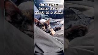 Furry Kitten Co-pilot in Her Cat Sling 🐱 Tortie Cat in the Car
