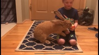 Funny Bunny Videos🐰|| Cutest Bunnies Video Compilation