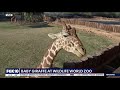 new baby giraffe at the wildlife world zoo in litchfield park fox 10 azam