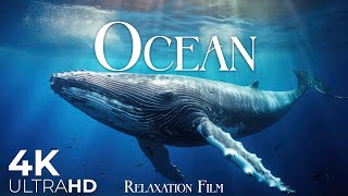 The Ocean Film 4K - Deep Relaxation and Nature Underwater -  Ultra HD