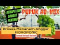 Tanam ANGGUR dengan DALAM POT hidroponik (Part1)