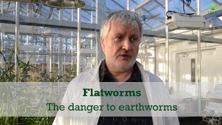 Flatworms: the danger to earthworms