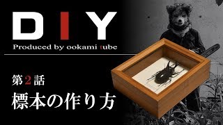 DIY：昆虫標本の作り方（カブトムシ編）