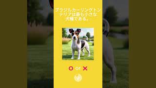 ギネス記録クイズ　動物編 91