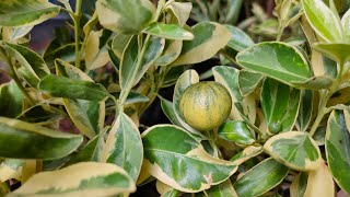 Excellent Variegated Orange plant sale at Chennai.