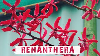 Renanthera | Arya Orchids