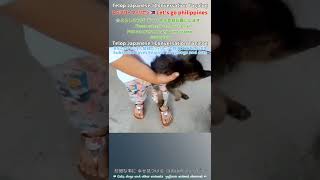 【フィリピンの猫 cat】愛され過ぎてありがた迷惑子猫が可愛すぎるAnnoying kittens that are too loved are too cute #shorts