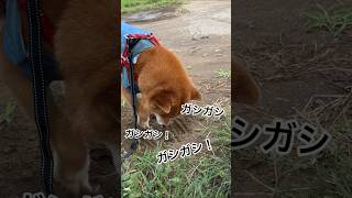 だてに、日曜日ガシガシしてたわけじゃない！ #柴犬 #柴犬のいる暮らし #柴犬の日常 #ここ掘れわんわん #力丸