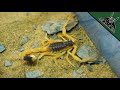 Deadly scorpions got moved!