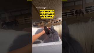 Caballos dan el último adiós a Elena Larrea