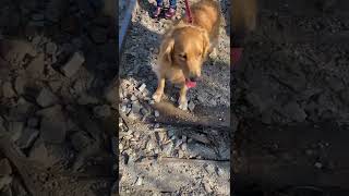 My Golden walks on the old Train Track and he is so happy!