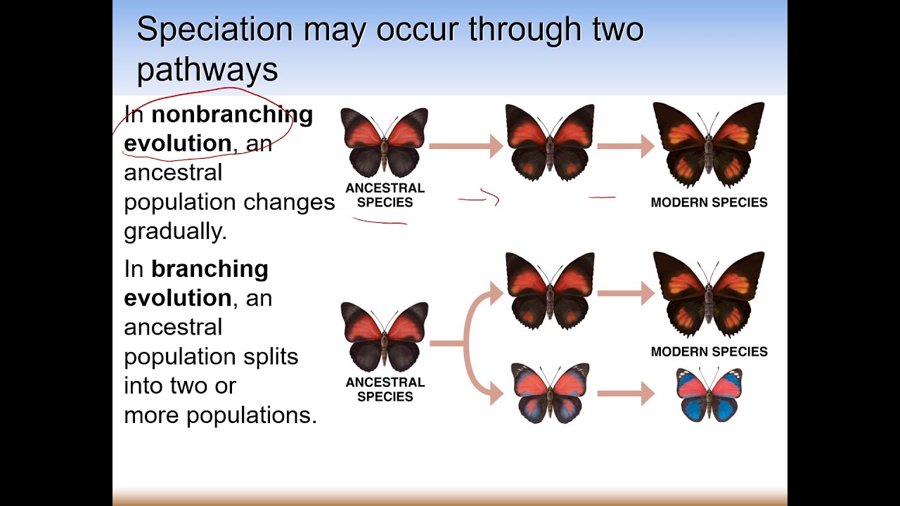 Chapter 3 Biodiversity And Evolution 1 - YouTube