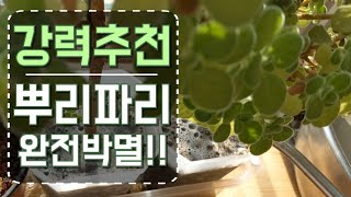 EP33[뿌리파리박멸] 이방법도 괜찮네요~뿌리파리에 효과가 괜찮네요~💃🏻🥳