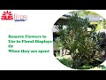 How to Prune a Protea Plant