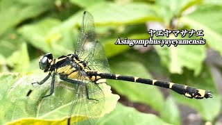 ヤエヤマサナエ Asiagomphus yayeyamensis 沖縄のトンボ dragon fly insects