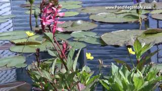 New Salmon Lobelia (Pink Lobelia) and Ken Landon Fertilizer for blooms on Waterlilies