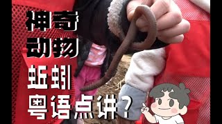 廣東神奇動物在哪裏？你見過咁大條蚯蚓嗎？順德北滘挖葛初體驗 卜卜斋 行街街