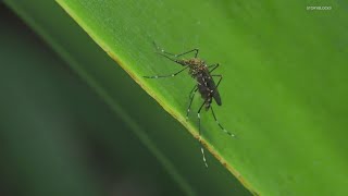 Preparing for possible West Nile Virus cases during mosquito season