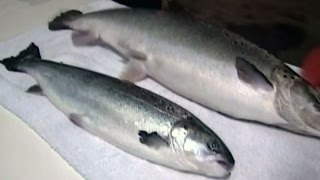 'Frankenfish'?: Concerns raised over GMO salmon approval
