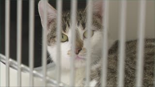Clear the Shelters 2023 in Northeast Ohio: How you can adopt a new family pet